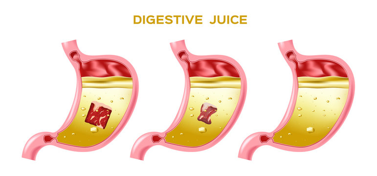 digestive juice vector / enzyme / stomach