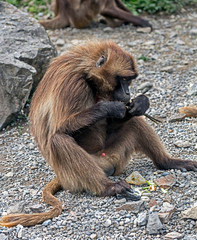 Young Gelada baboon male sitting on the pebble. Latin name - Theropithecus gelada