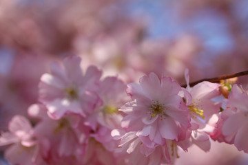 Beautiful blooming pink Japanese cherry blossom. Close up macro photo.