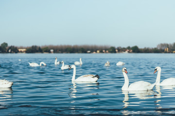 Swans on the shores of Danube in Belgrade, Serbia