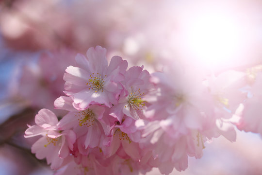 Beautiful blooming pink Japanese cherry blossom with backlight fading. Close up macro photo with copy space.