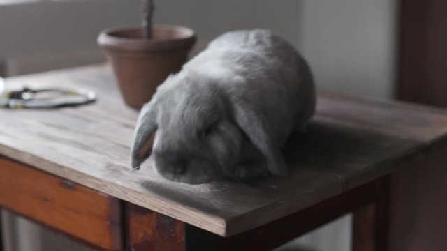 ittle gray chinchilla bunny posing for camcorder. 4k video