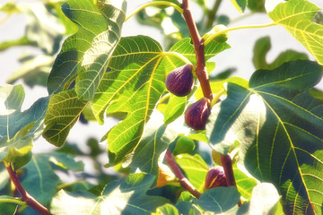 Fruit in fig tree, summertime outdoor theme