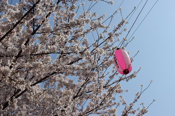 桜とちょうちん