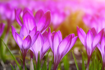 Beautiful crocus flowers, springtime natural outdoor background