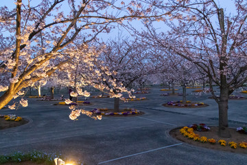 桜のライトアップ　千葉県習志野市　さくら広場
