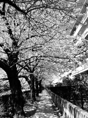 Japanese cherry blossom "SAKURA"