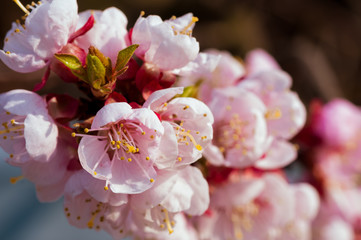 Blooming japanese cherry tree. Blossom white, pink sakura flowers with bright white flowers in the background
