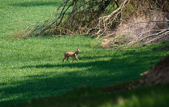 Young wild roe deer in grass, Capreolus capreolus. New born roe deer, wild spring nature. © milanvachal