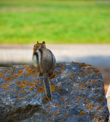 Golden mantled ground squirrel. Rocky mountain canada ( Canadian Rockies ). Near the city of Calgary. Portrait, fine art. Jasper and Banff National Park, Alberta, Canada: August 2, 2018