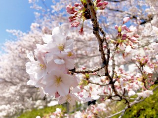 Japanese cherry blossom 