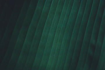 Close up tropical banana leaves texture background. leaves nature dark green tone background