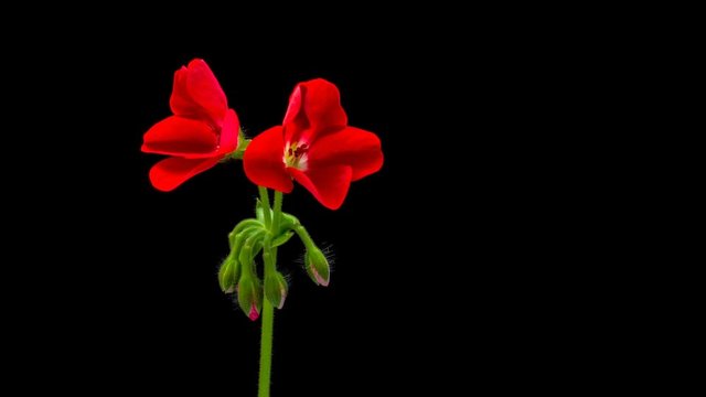 Time-lapse of opening red geranium (Pelargonia) flower isolated on black background