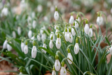 Snowdrops in the forest.