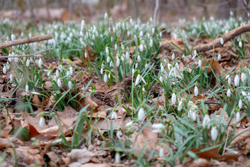Snowdrops in the forest.