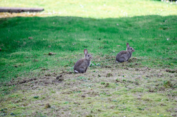 rabbits in the grass