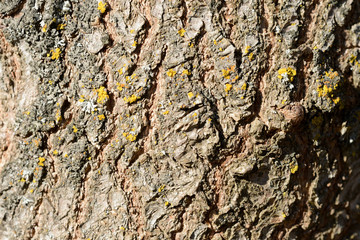 Tree bark lit by sun texture and background