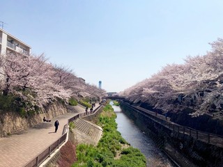 Japanese cherry blossom "SAKURA"