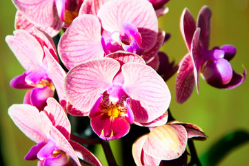 Pink Orchid flowers on green background