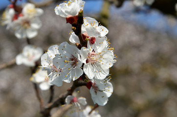 Marillenbl&uuml;te, bl&uuml;hender Baum