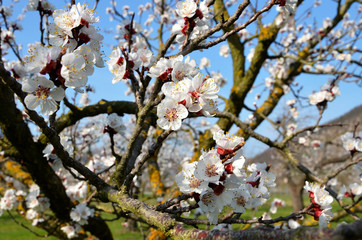 Marillenblüte, blühender Baum