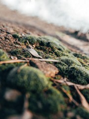 leave between moss