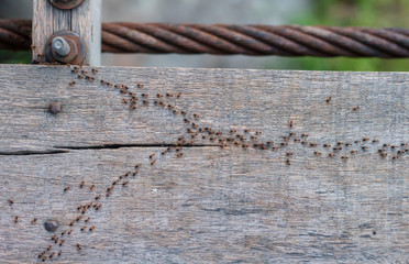 Ants are moving in line on wood.