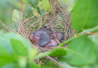 Fototapeta premium Bird egg are in the nest.
