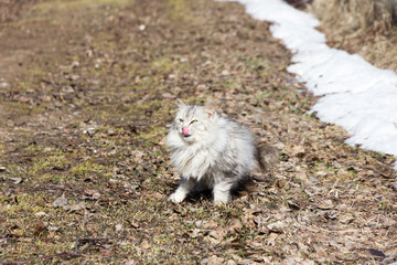cat with tongue licking