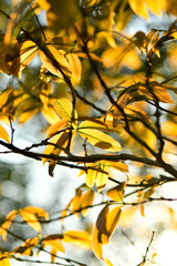 Golden yellow autumn theme