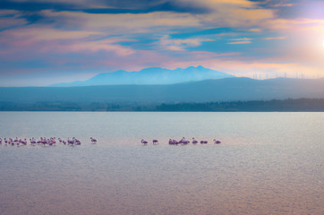Mont Canigou,Occitanie depuis Le Salin de La Palme,Occitanie.