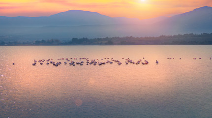 Flamants roses (Phoenicopterus Roseus), Le Salin de La Palme,Occitanie.