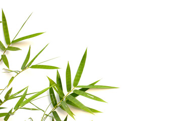 Bamboo leaf on white background. Pattern leaves bamboo copy space for text.