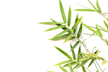 Bamboo leaf on white background. Pattern leaves bamboo copy space for text.