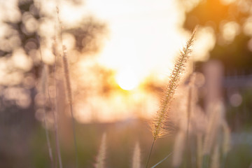 Desho grass, Pennisetum pedicellatum and sunlight from sunset