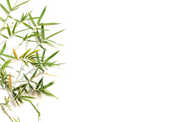 Bamboo leaf on white background. Pattern leaves bamboo copy space for text.