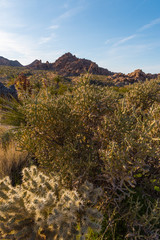 Desert landscape of California's Joshua Tree National Park