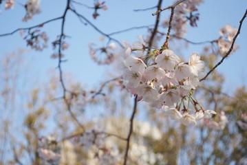 桜の花びら