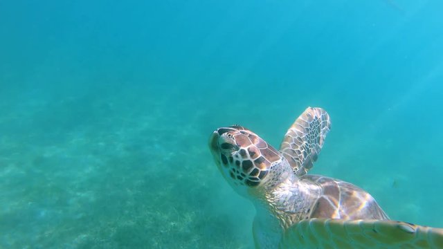 sea turtle swimming to the surface in the Caribbean