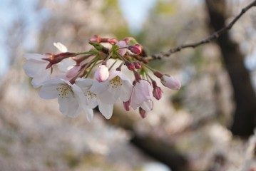 桜の花びら