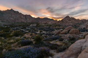 Obraz premium Desert Wildflowers at sunset in Joshua Tree National Park