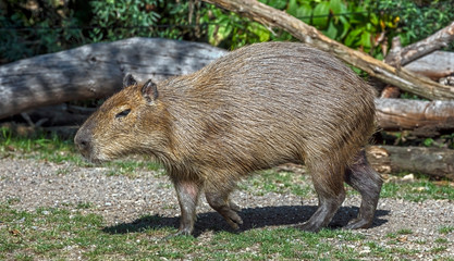 Capybara on the lawn. The biggest modern rodent. Latin name - Hydrochoerus hydrochaeris