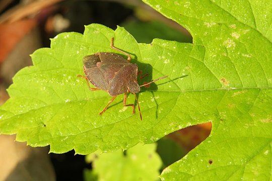 Shield Bug