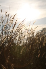 Naklejka premium the world of weed grass