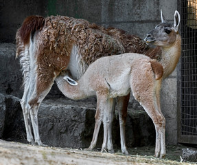 Guanaco female feeding her kid in the enclosure. Latin name - Lama guanicoe