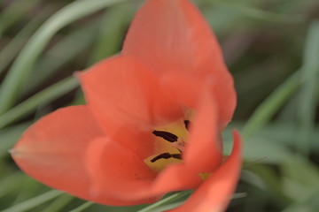 Red orange flower with black stamen grows in field