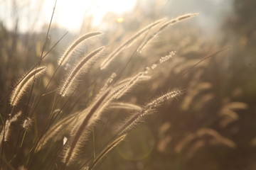 the world of weed grass