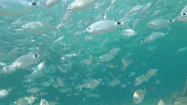 Peces nadando en aguas cristalinas en aguas de la costa de Malllorca