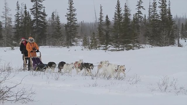 Dog Sledding In Frozen Northern Canada