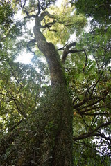 Vegetación exuberante de la Mata Atlántica del Paraguay. 